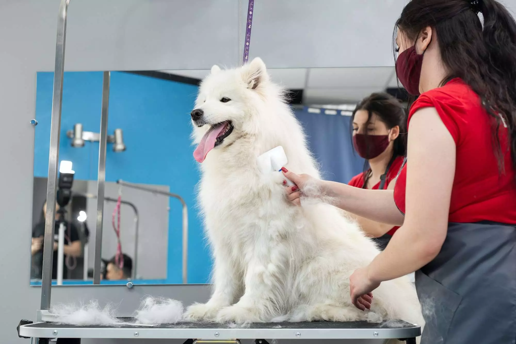 A female groomer combing a Samoyed dog with comb. Big dog in grooming salon