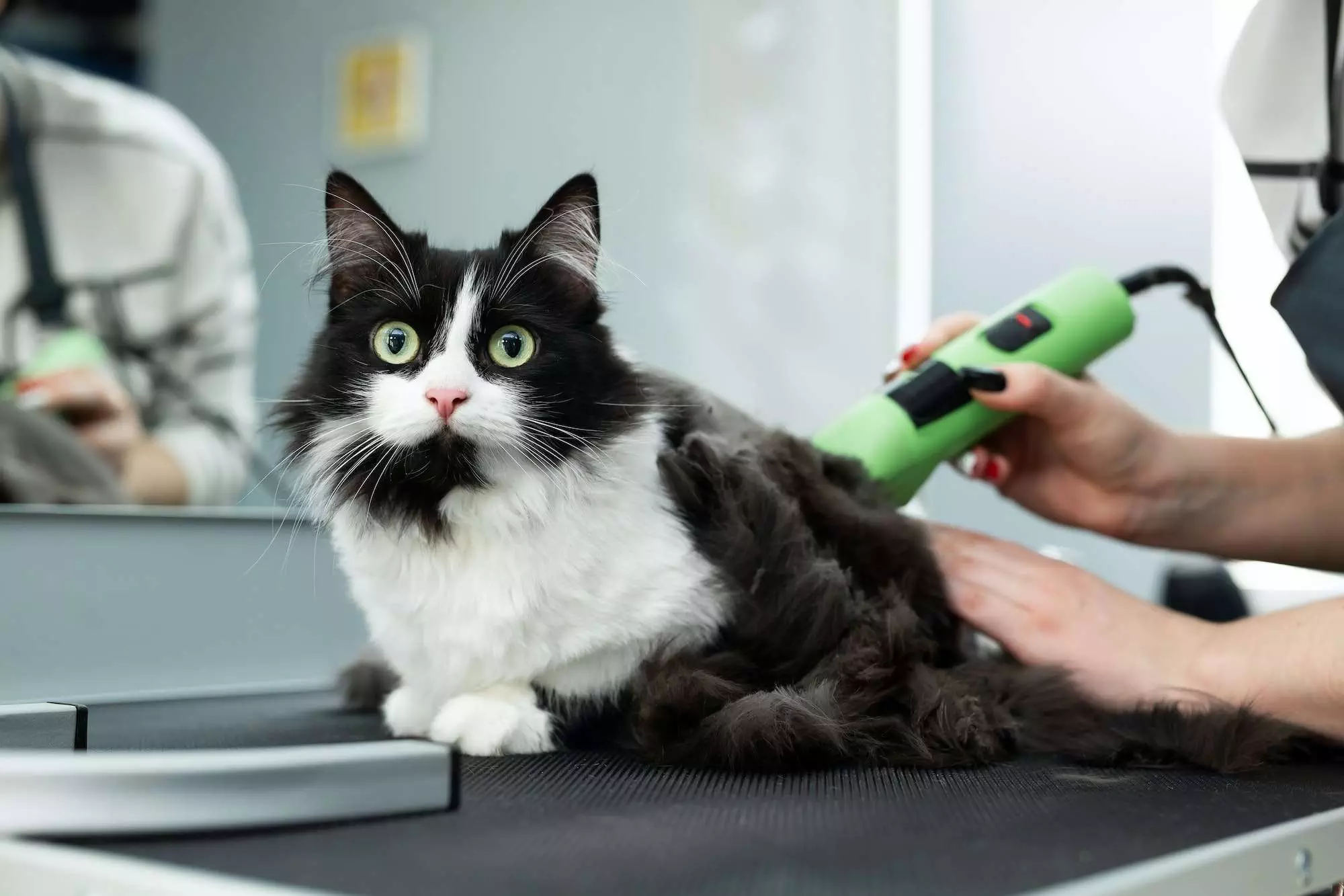 Cat grooming in pet beauty salon. Grooming master cuts and shaves a cat, cares for a cat. The vet