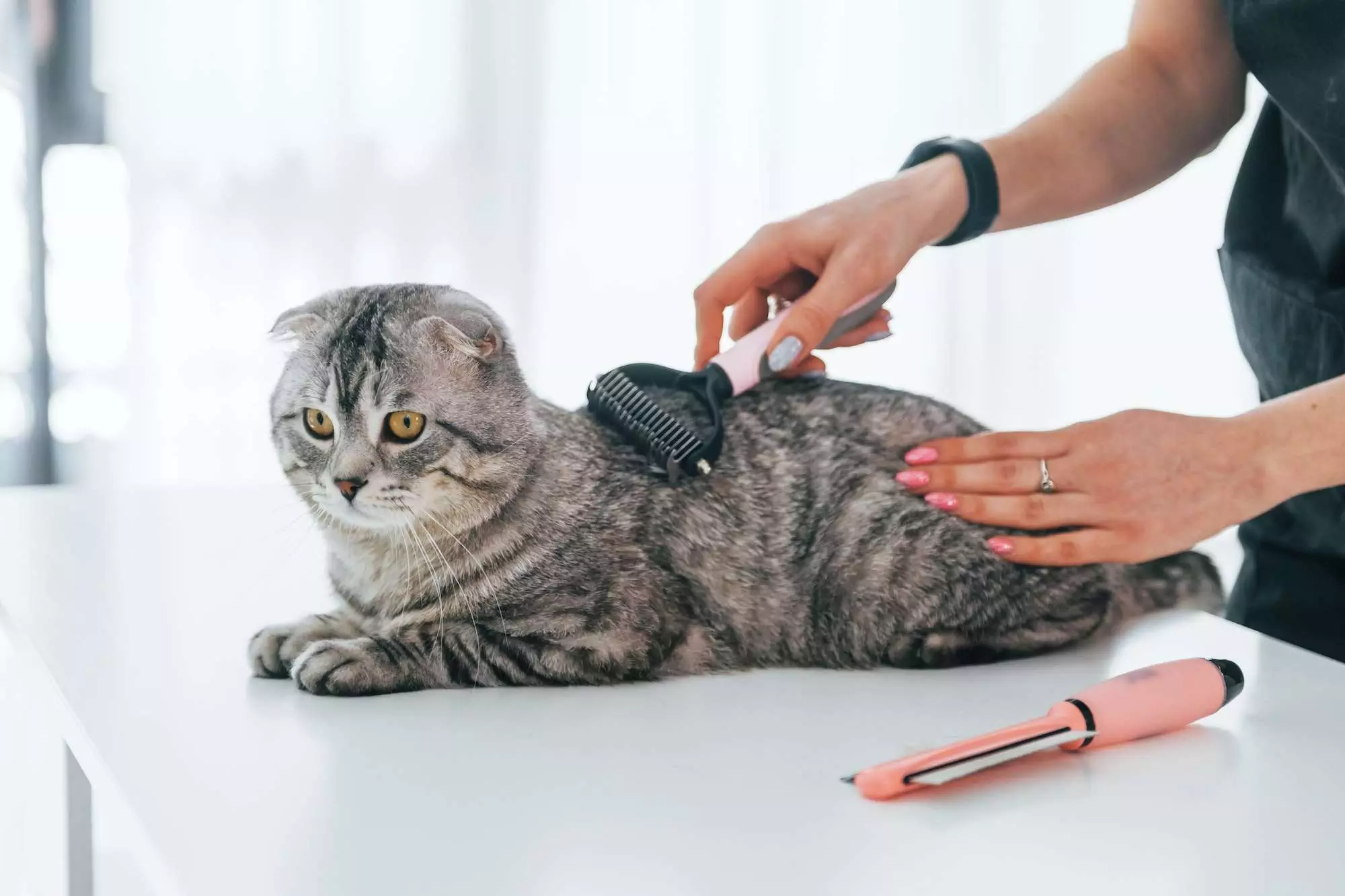 Cleaning the hair. Scottish fold cat is in the grooming salon with female veterinarian