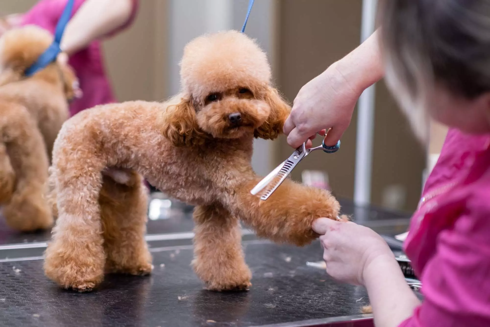 dog groomer using scissors to give a puppy poodle a professional haircut at a pet salon close up