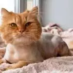 Funny ginger long-haired cat groomed with haircut near to the window.