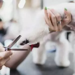 Grooming of dogs and small animals in the grooming salon.