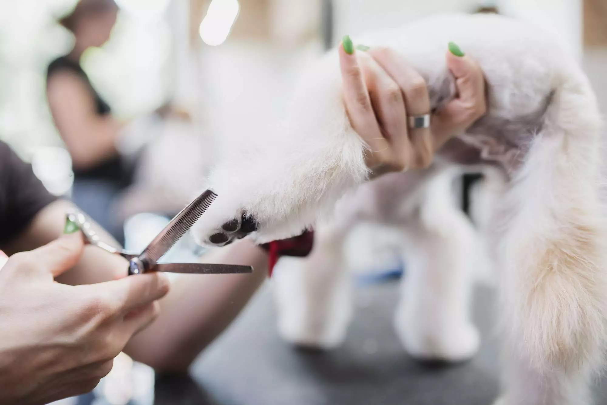 Grooming of dogs and small animals in the grooming salon.