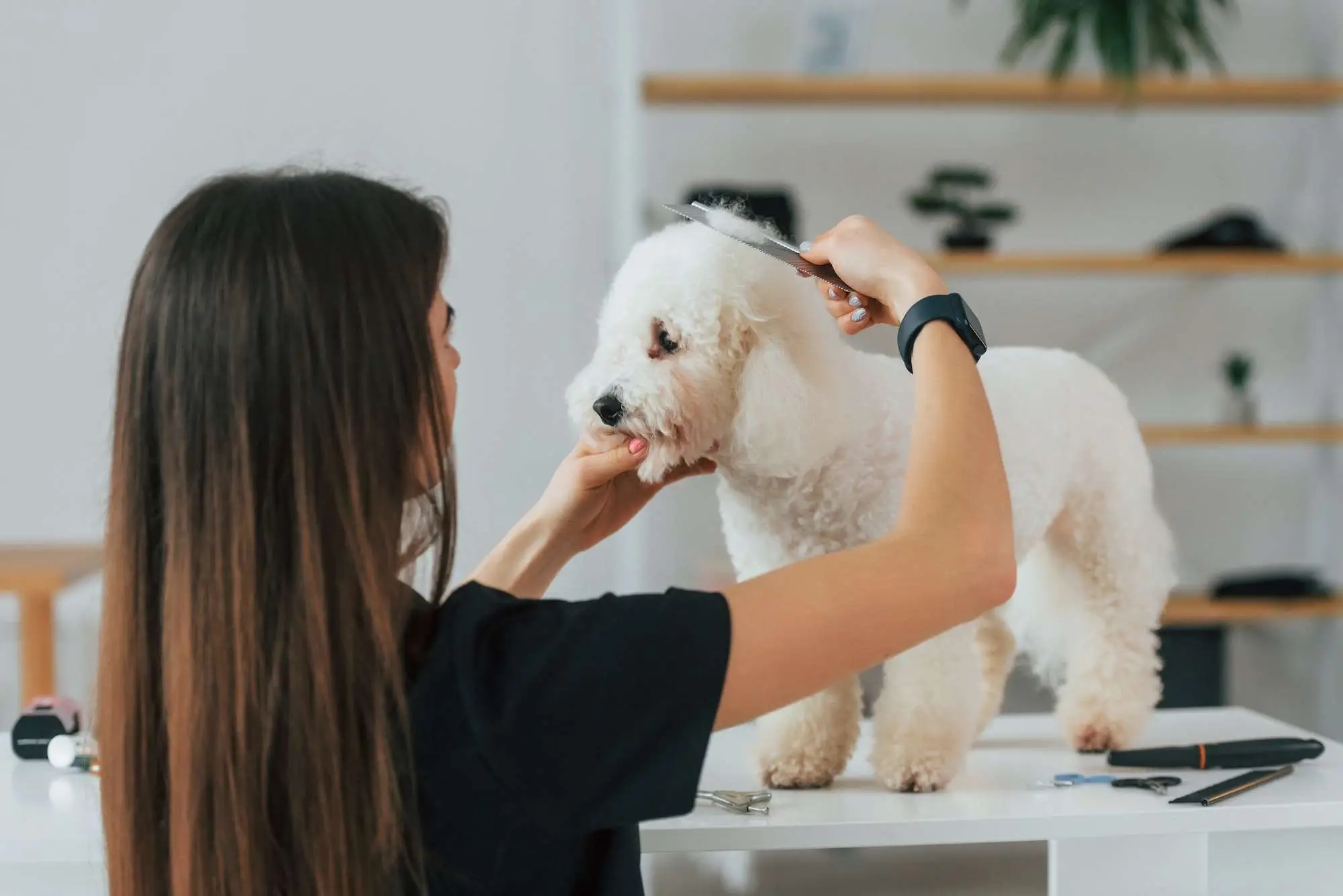 Woman using scissors. Cute little dog is in the grooming studio