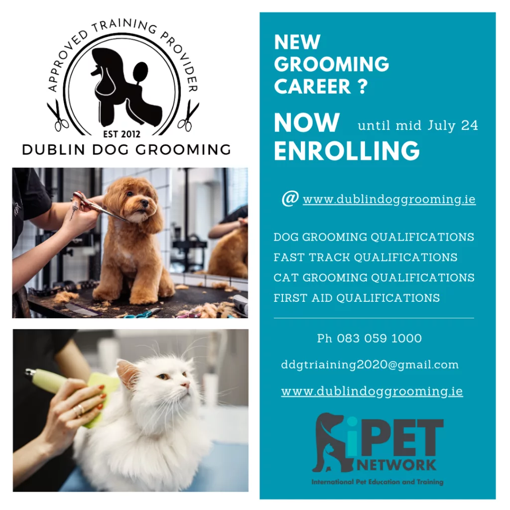 Become a dog groomer at Dublin Dog Grooming