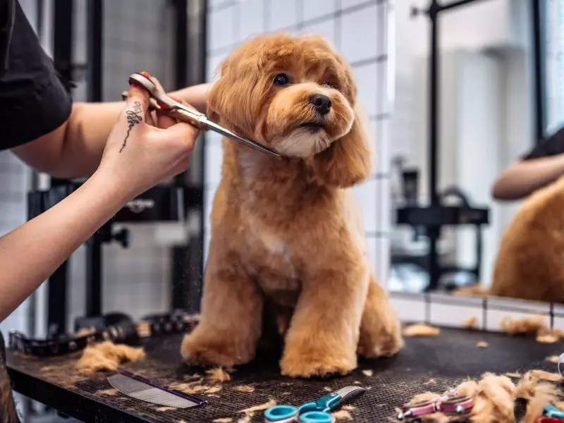Haircut of a Maltipoo dog from a grooming salon.