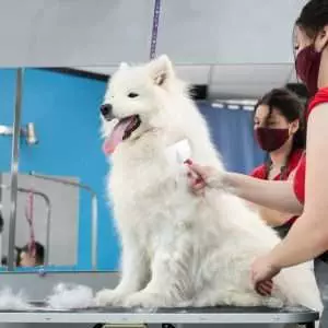 A female groomer combing a Samoyed dog with comb. Big dog in grooming salon