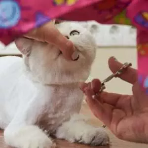 Cat grooming close up