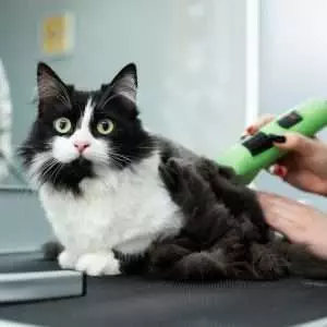 Cat grooming in pet beauty salon. Grooming master cuts and shaves a cat, cares for a cat. The vet