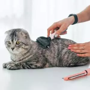 Cleaning the hair. Scottish fold cat is in the grooming salon with female veterinarian