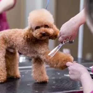 dog groomer using scissors to give a puppy poodle a professional haircut at a pet salon close up